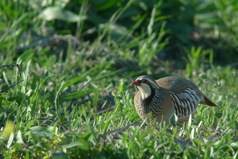 Pernice rossa in Digiscoping